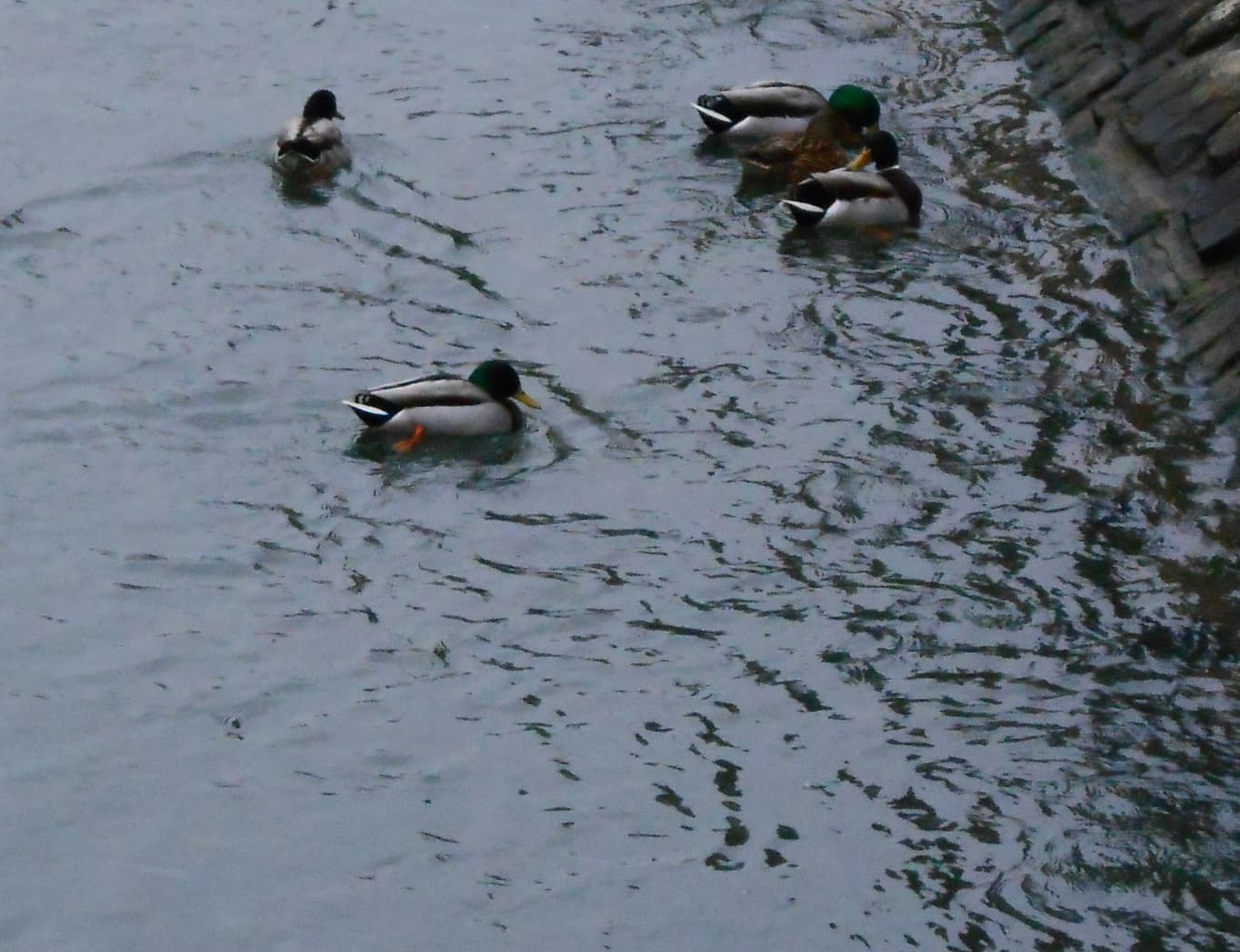 Odense