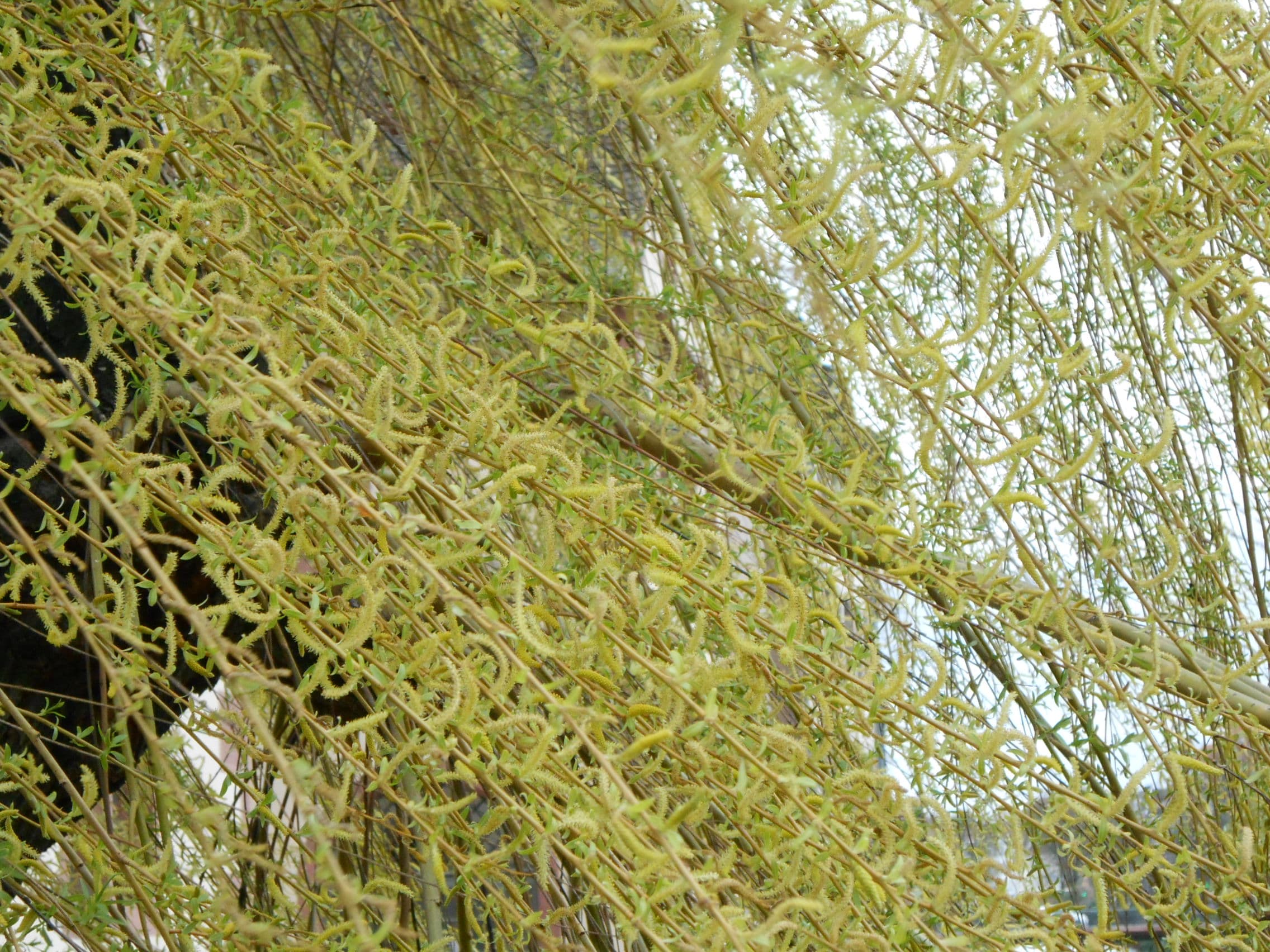 tectonique